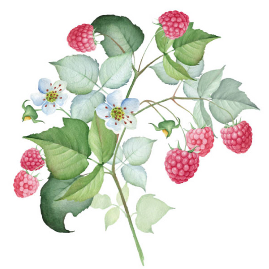 Is Red Raspberry Leaf safe in early pregnancy?